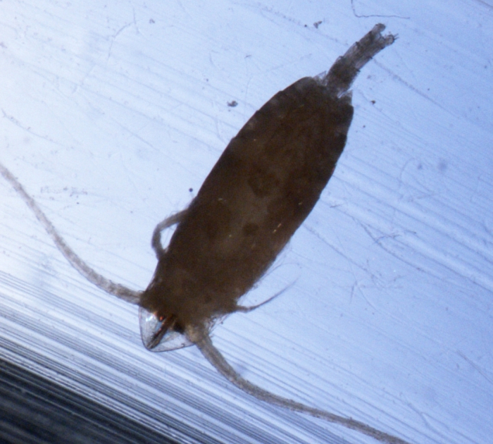 Cephalophanes refulgens Cephalophanes refulgens