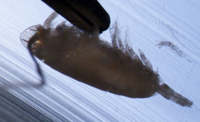 Cephalophanes refulgens Cephalophanes refulgens