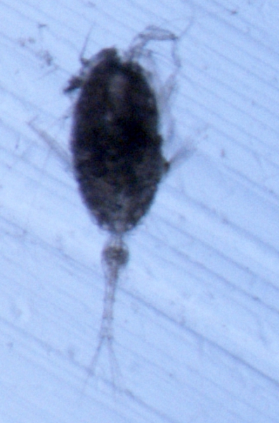 Conaea rapax