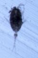 Copepoda