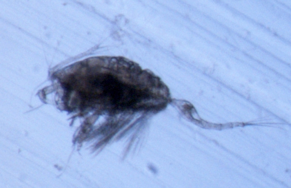 Conaea rapax Conaea rapax