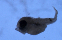 Enchelyopus cimbrius larvae