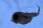 Gadiformes