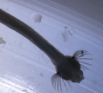 Chaetognaths