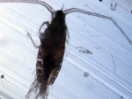 Copepoda