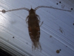 Gaetanus  miles CV M, author: Fisheries and Oceans Canada, J.M. Spry