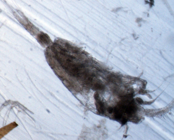 Heterorhabdus papilliger Heterorhabdus papilliger