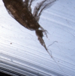 Heterorhabdus norvegica F, author: Fisheries and Oceans Canada, J.M. Spry
