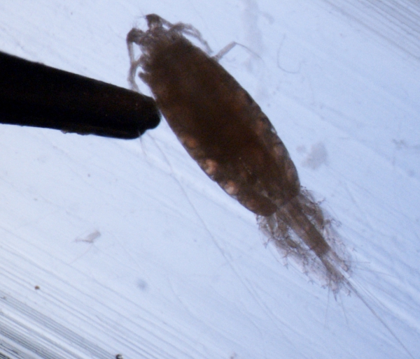 Heterorhabdus norvegicus M