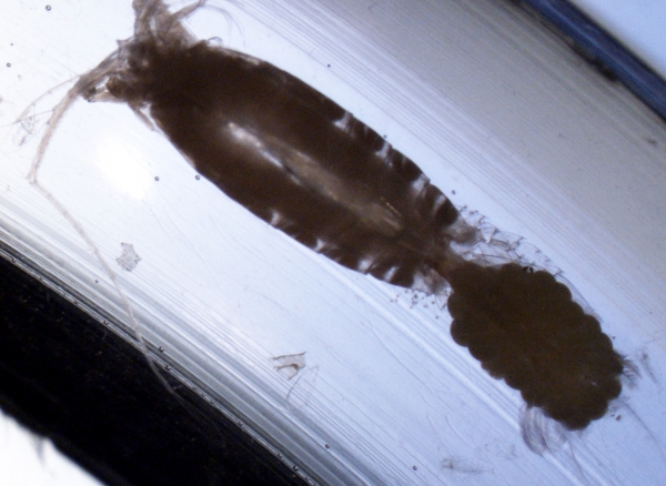 Paraeuchaeta norvegica F with eggs