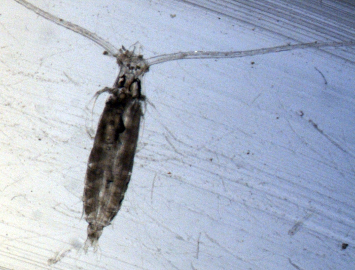 Rhincalanus cornutus F Rhincalanus cornutus F