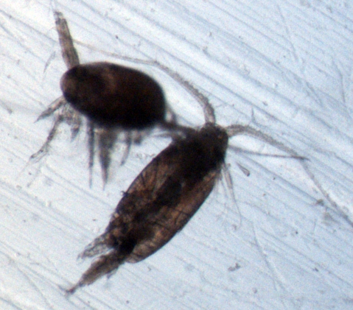 Scolecithricella minor M Scolecithricella minor M