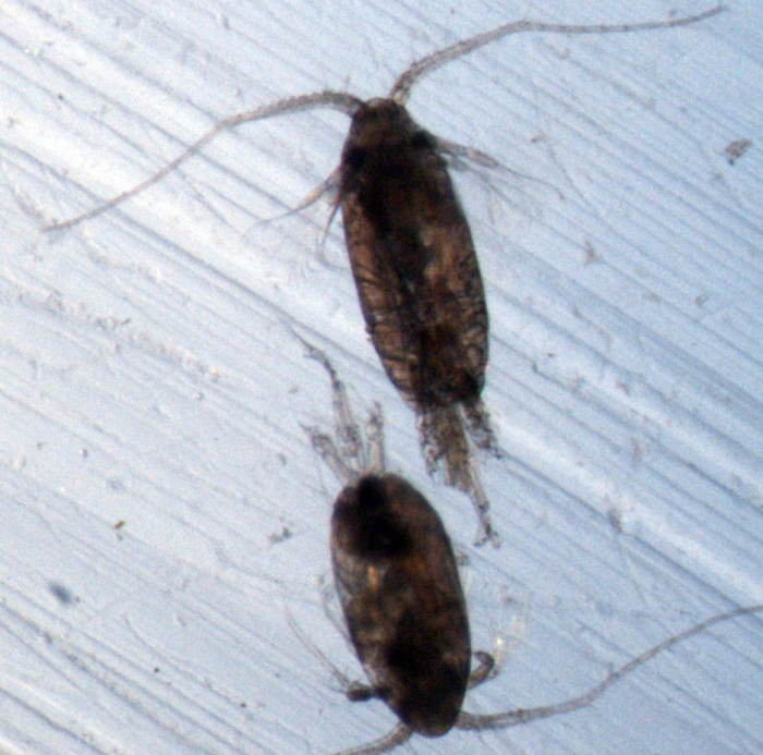Scolecithricella minor M Scolecithricella minor M