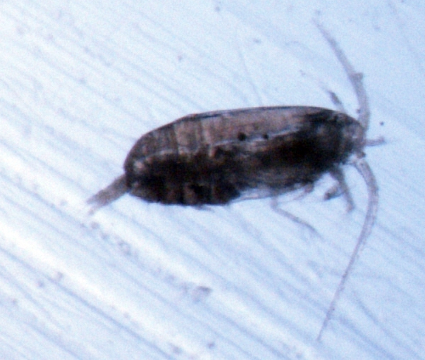 Scolecithricella minor Scolecithricella minor