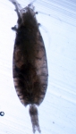 Scottocalanus securifrons, author: Fisheries and Oceans Canada, J.M. Spry