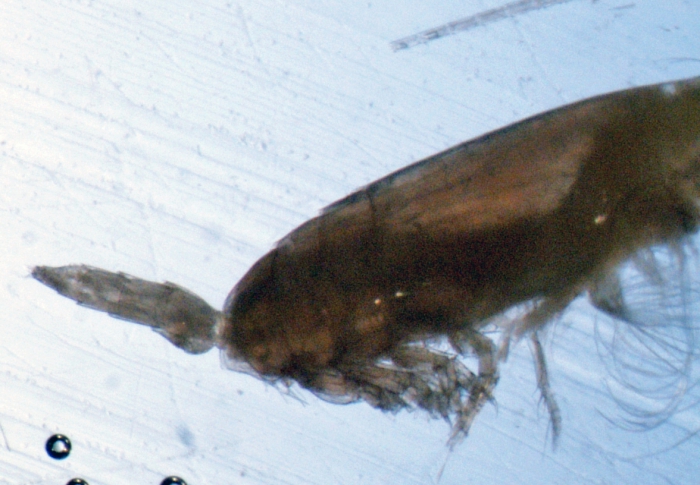 Scottocalanus securifrons Scottocalanus securifrons