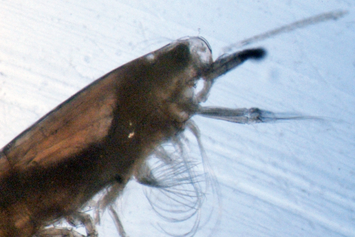 Scottocalanus securifrons Scottocalanus securifrons