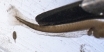 Sebastes fasciatus larvae, author: Fisheries and Oceans Canada, J.M. Spry
