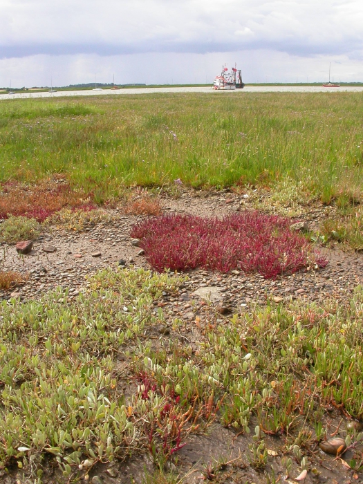 Salt marsh