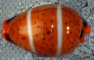 Cypraea lutea Gmelin, 1791