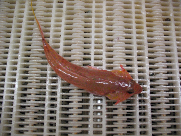 Calliionymus agassizi Calliionymus agassizi