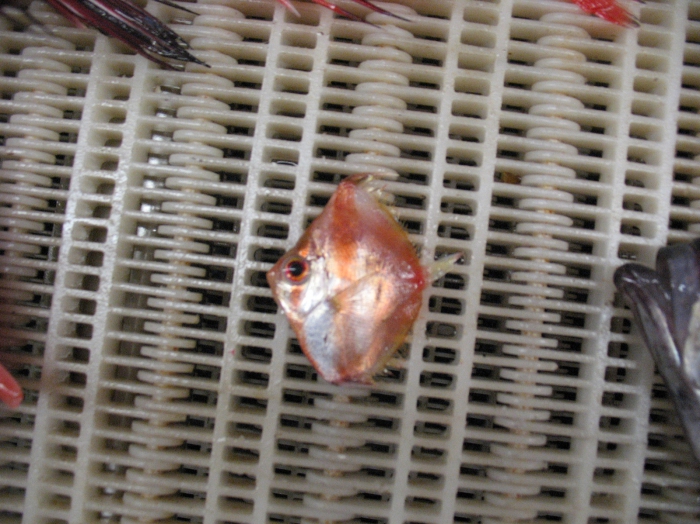 Antigonia capros Antigonia capros