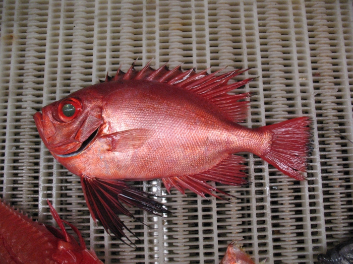 Cookeolus japonicus Cookeolus japonicus