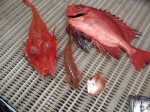 Peristedion miniatum and others