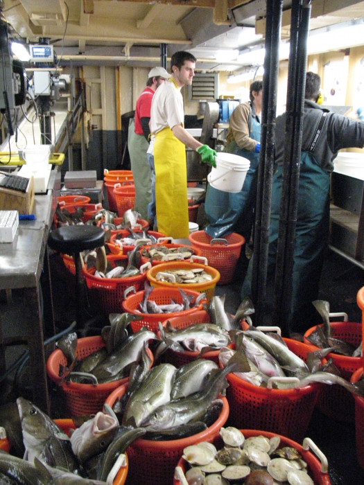 Fish
