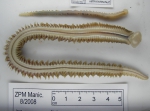Polychaetes