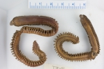 Polychaetes
