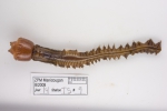 Nephtys incisa (large), author: Fisheries and Oceans Canada, Claude Nozes
