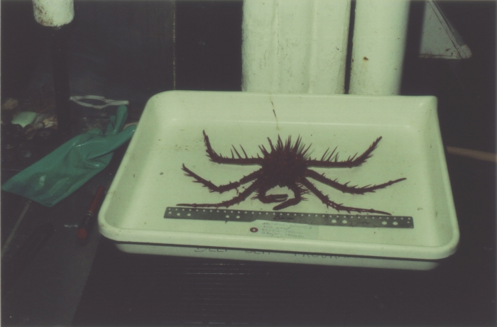Neolithodes grimaldii Neolithodes grimaldii