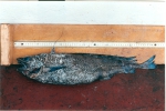 Gadiformes