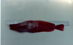 Gadiformes