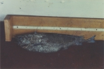 Antimora rostrata, author: Fisheries and Oceans Canada, Daphne Themelis