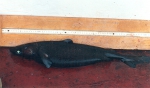Sharks and Skates
