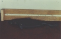 Squaliformes
