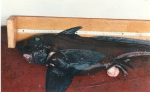 Chimera