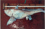 Hydrolagus affinis (female), author: Fisheries and Oceans Canada, Daphne Themelis
