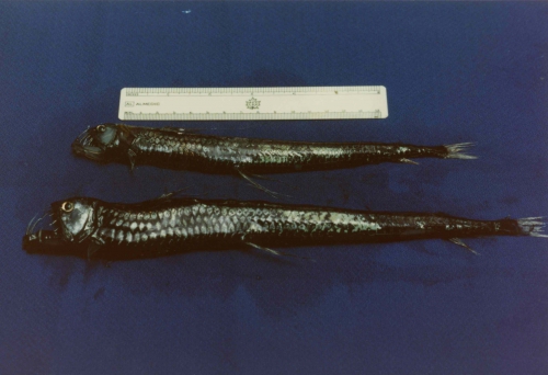 Chauliodus sloani Chauliodus sloani