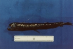 Chauliodus sloani, author: Fisheries and Oceans Canada, Daphne Themelis