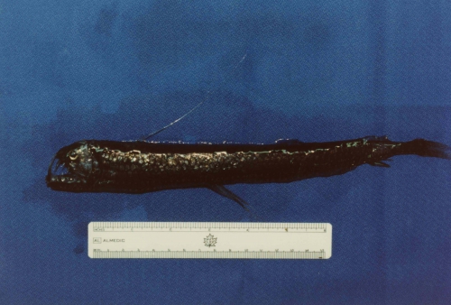 Chauliodus sloani Chauliodus sloani