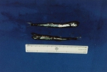 Gonostoma elongatum, author: Fisheries and Oceans Canada, Daphne Themelis