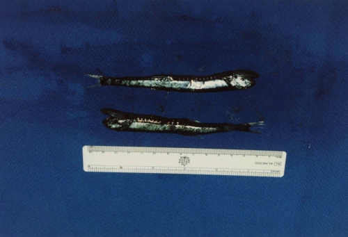 Gonostoma elongatum Gonostoma elongatum