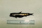 Unnamed fish