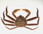 Crabs