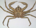 Hyas araneus, author: Fisheries and Oceans Canada, Catriona Day