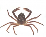 Decapoda