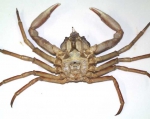 Crabs